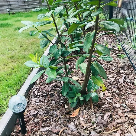 Apartmán Ala'toboz Siófok